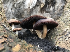 Basidiomycota