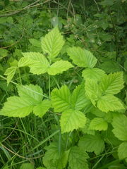 Rubus caesius