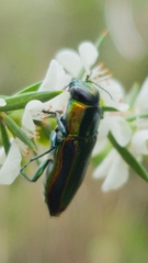 Selagis caloptera
