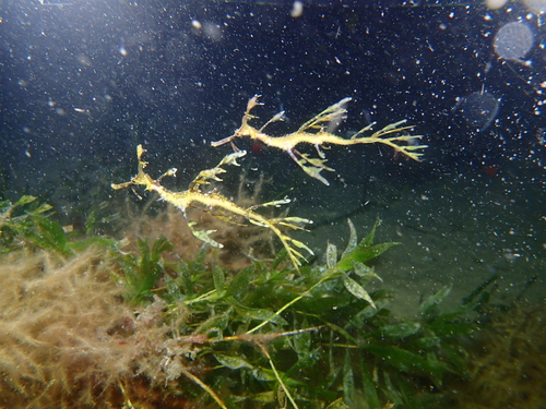 Weedy Seadragon, photo 8 of 9