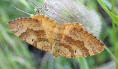 Chrysolarentia correlata
