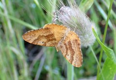 Chrysolarentia correlata