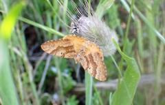 Chrysolarentia correlata