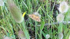 Chrysolarentia correlata