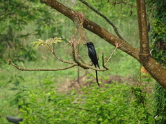 Dicrurus macrocercus