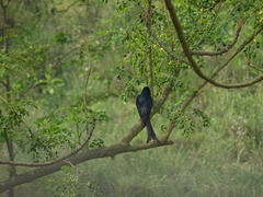 Dicrurus macrocercus