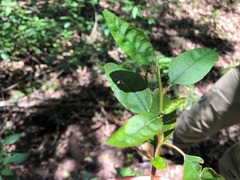 Monococcus echinophorus