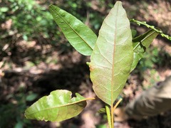 Monococcus echinophorus