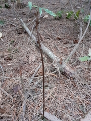 Gastrodia cunninghamii