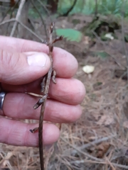 Gastrodia cunninghamii