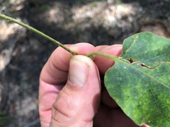 Parsonsia fulva