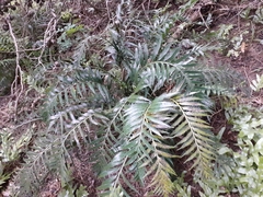 Asplenium scleroprium