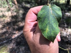 Parsonsia fulva