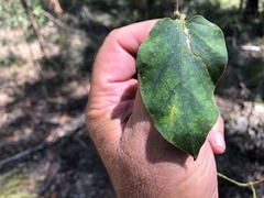 Parsonsia fulva