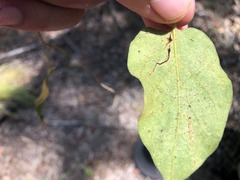 Parsonsia fulva
