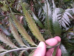 Asplenium scleroprium