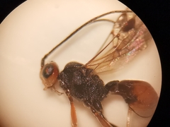 Dinocampus coccinellae paralysis virus