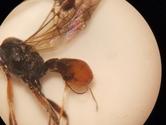 Dinocampus coccinellae paralysis virus