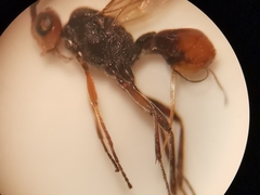 Dinocampus coccinellae paralysis virus