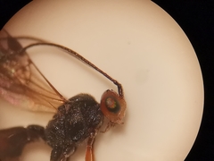 Dinocampus coccinellae paralysis virus