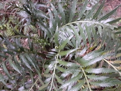 Asplenium scleroprium