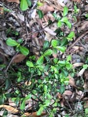 Psychotria daphnoides