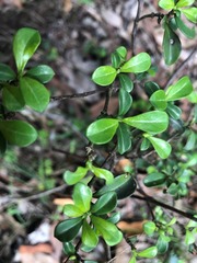 Psychotria daphnoides