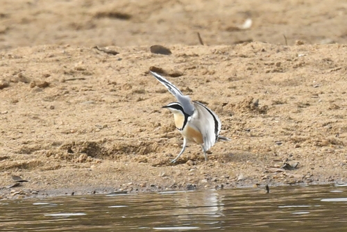 Egyptian Plover
