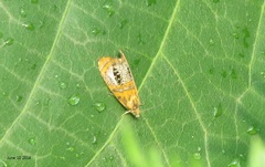 Olethreutes captiosana