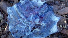 Pseudorhiza haeckeli