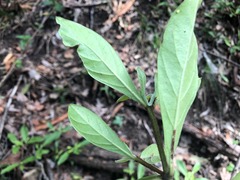 Psychotria loniceroides