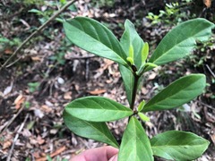 Psychotria loniceroides