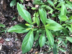 Psychotria loniceroides