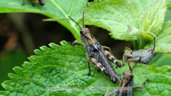 Ognevia longipennis