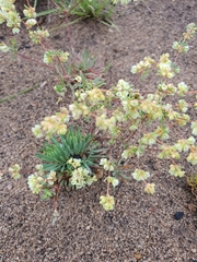 Psammotropha mucronata