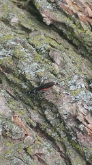 Atanycolus cappaerti