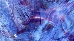 Pseudorhiza haeckeli