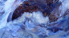 Pseudorhiza haeckeli