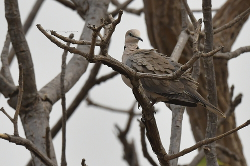 Vinaceous Dove