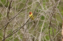 Emberiza rutila