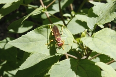Polistes instabilis