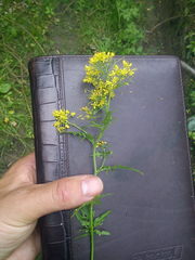 Rorippa prolifera