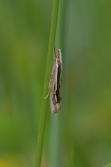 Orocrambus ramosellus