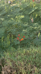 Caesalpinia pulcherrima