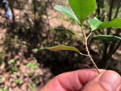 Rhysotoechia bifoliolata