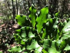 Rhysotoechia bifoliolata