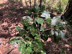 Rhysotoechia bifoliolata