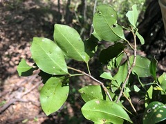 Rhysotoechia bifoliolata