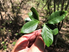 Rhysotoechia bifoliolata