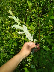Salix bicolor